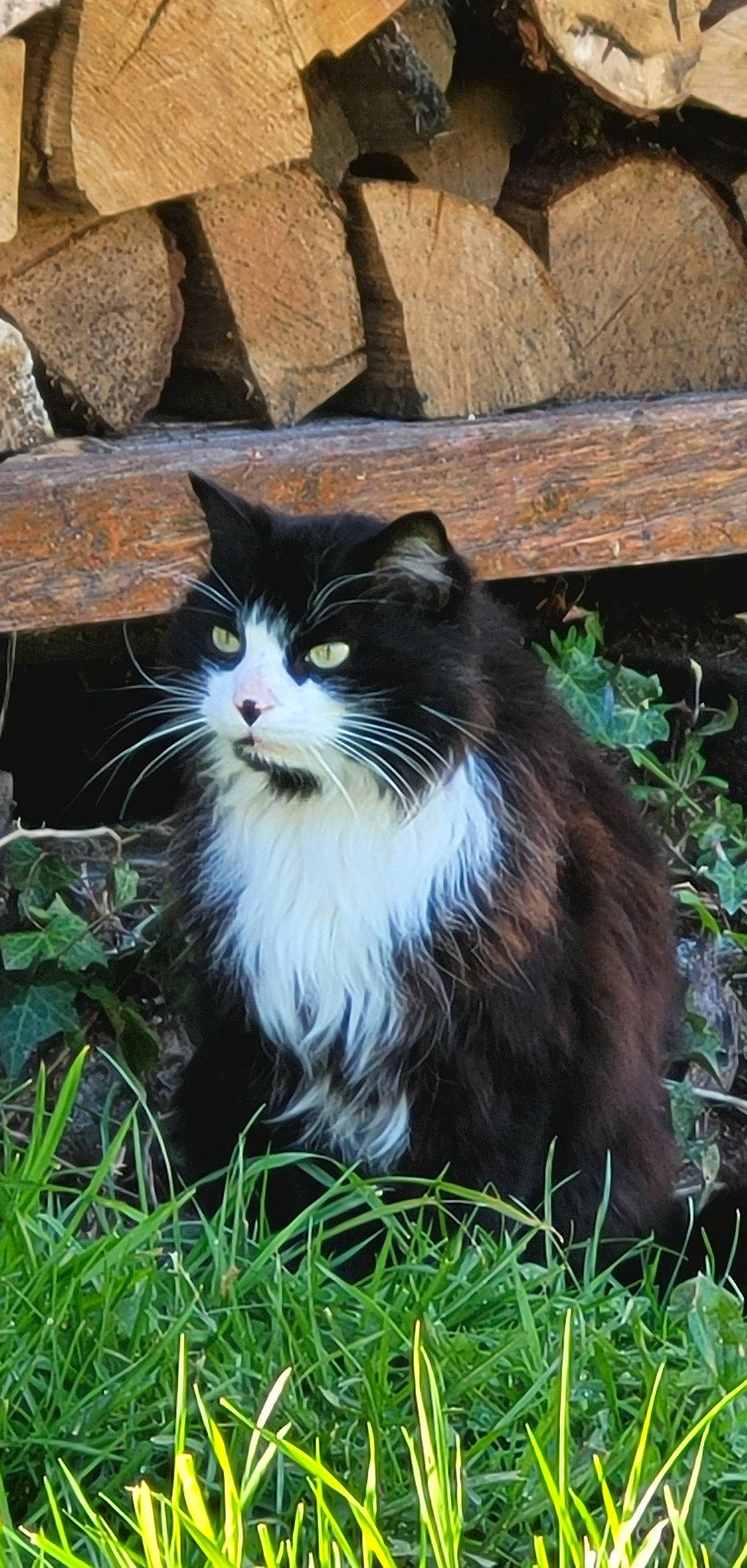 Felix participe au concours pour gagner de l'argent avec cette photo : carnivore, cat, domestic_short_haired_cat, fawn, felidae, fur, garden, grass, plant, small_to_medium_sized_cats, snout, tail, terrestrial_animal, tree, whiskers, window, wood
