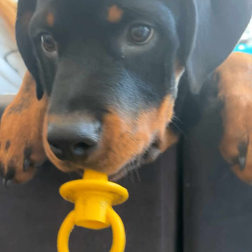 Zoltan
