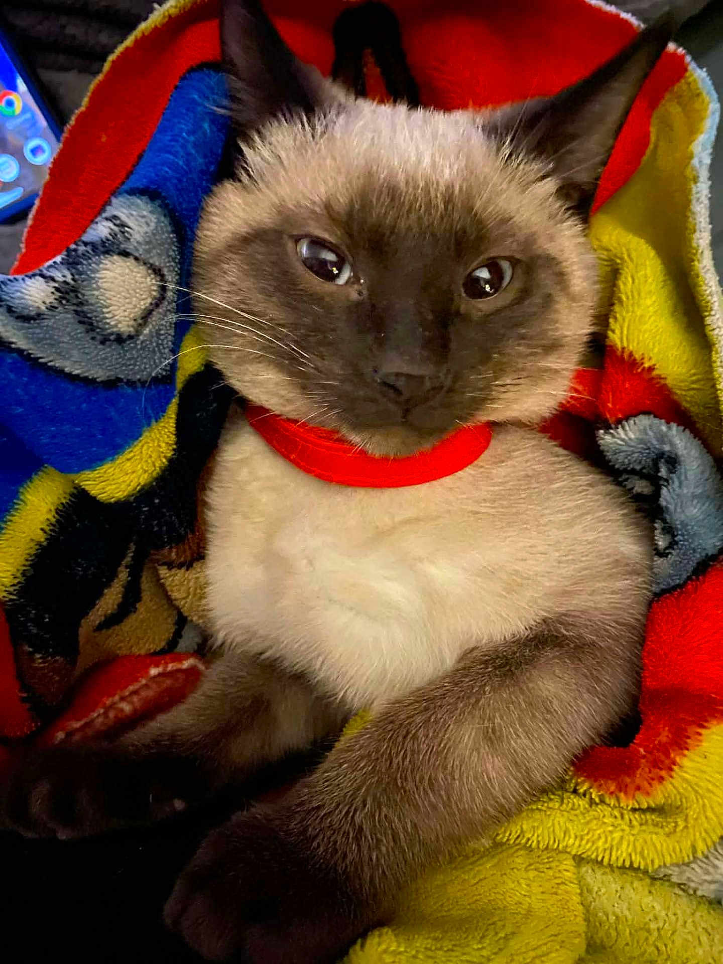 Sapphire joined the competition — help win amazing prizes! cat, kitten, siamese, blanket, colorful, red_collar, fur, paw, pet, cute, cozy, indoor, animal, resting, closeup, face, ears, whiskers, soft, comfort