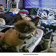 Sapphire is registered to the contest to win money with this photo: cat, laundry_basket, living_room, person, couch, blanket, christmas_tree, lamp, window, curtains, chair, clutter, floor, decor, toy, basket, furniture, indoor, animal, home