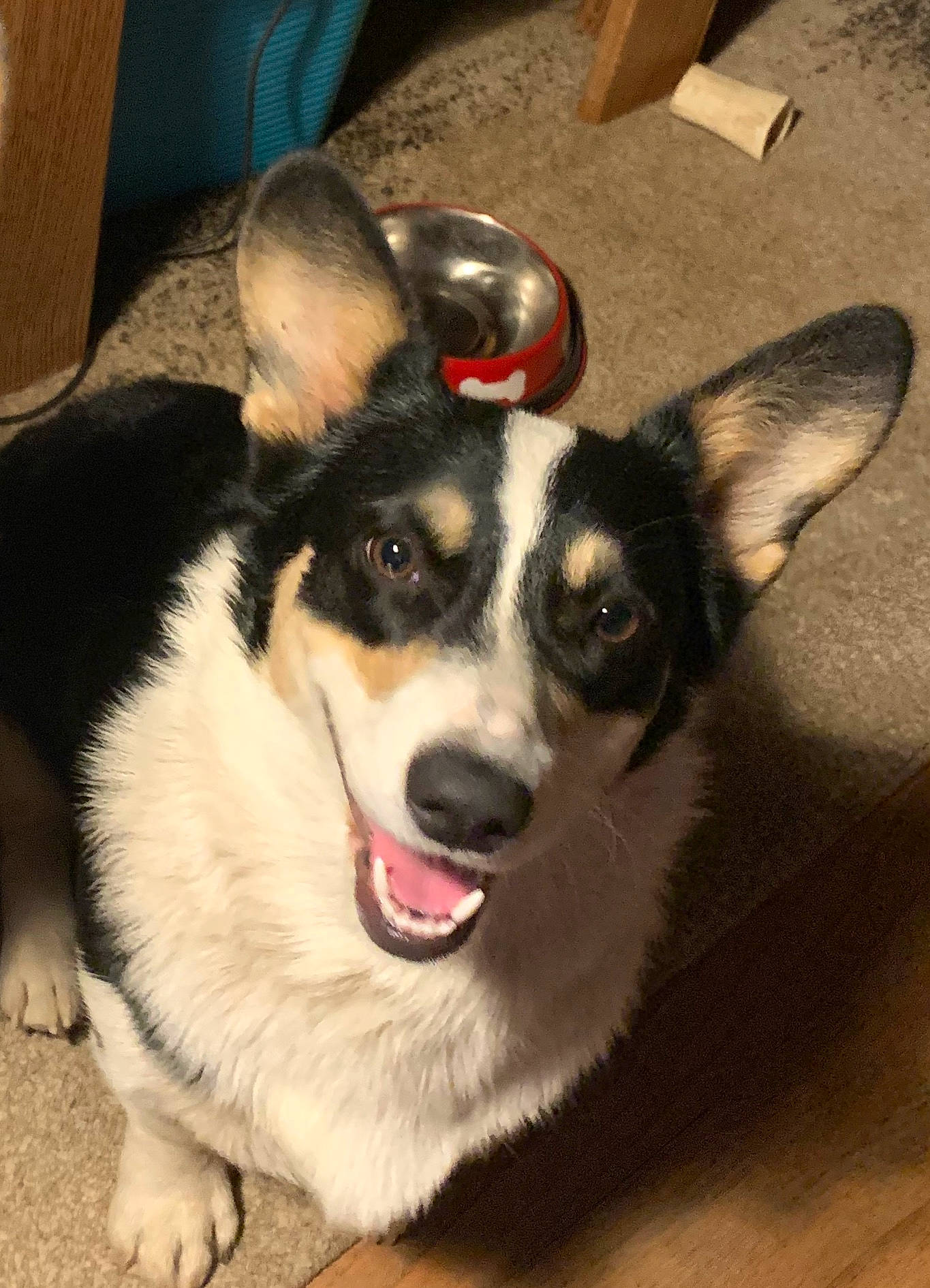 Oaklee joined the competition — help win amazing prizes! box, canidae, carnivore, collar, companion_dog, dog, dog_breed, dog_collar, foot, fur, jaw, organ, pet_supply, snout, sporting_group, tongue, vertebrate, whiskers, working_animal, working_dog