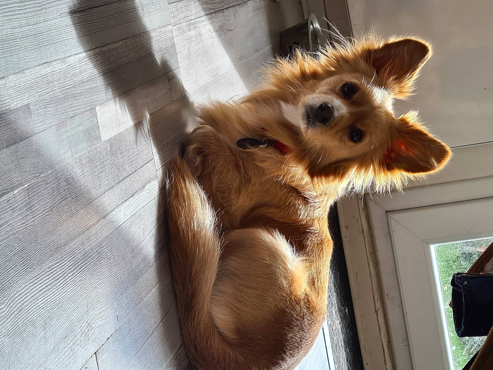 Andy participe au concours pour gagner de l'argent avec cette photo : canidae, carnivore, claw, companion_dog, dog_breed, fawn, felidae, flooring, fur, liver, paw, shadow, sporting_group, tail, terrestrial_animal, toy_dog, whiskers, wildlife, window, wood