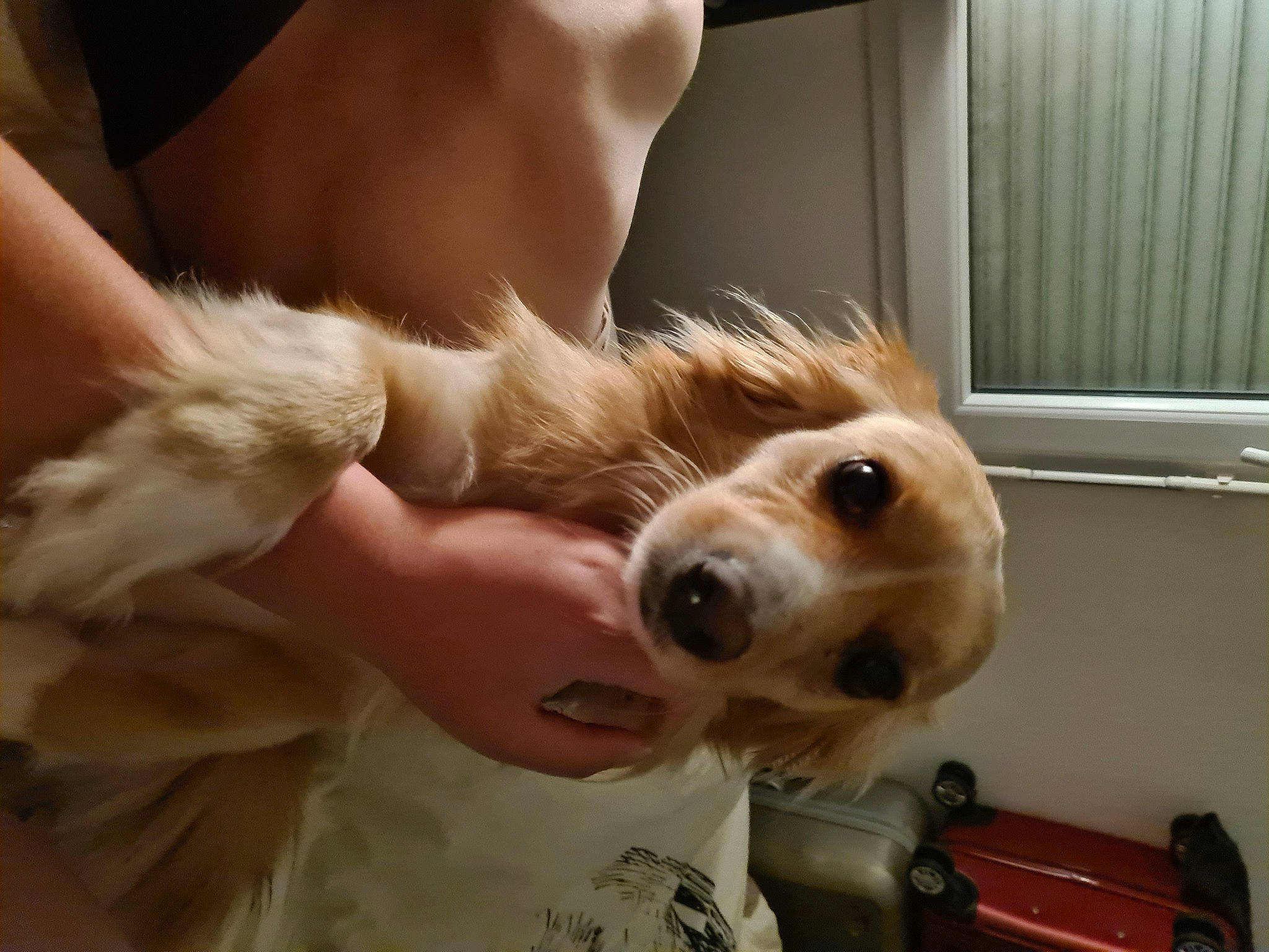 Andy a rejoint le concours — aidez-le/la à gagner de superbes lots ! canidae, carnivore, comfort, companion_dog, dog, dog_breed, eyewear, fawn, fur, happy, mammal, pomeranian, puppy_love, retriever, selfie, sporting_group, toy, toy_dog, whiskers, working_animal