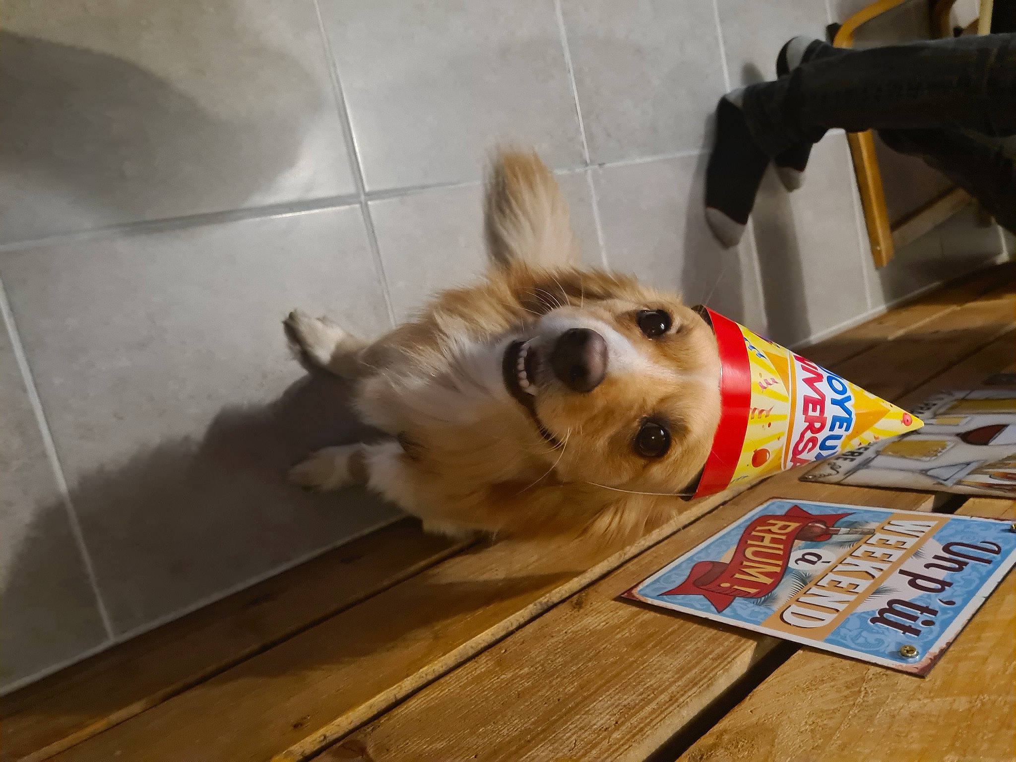 Andy a rejoint le concours — aidez-le/la à gagner de superbes lots ! canidae, carnivore, companion_dog, dog, dog_breed, dog_supply, fawn, floor, flooring, hardwood, paw, pet_supply, snout, sporting_group, tile_flooring, toy_dog, volpino_italiano, whiskers, wood, working_animal