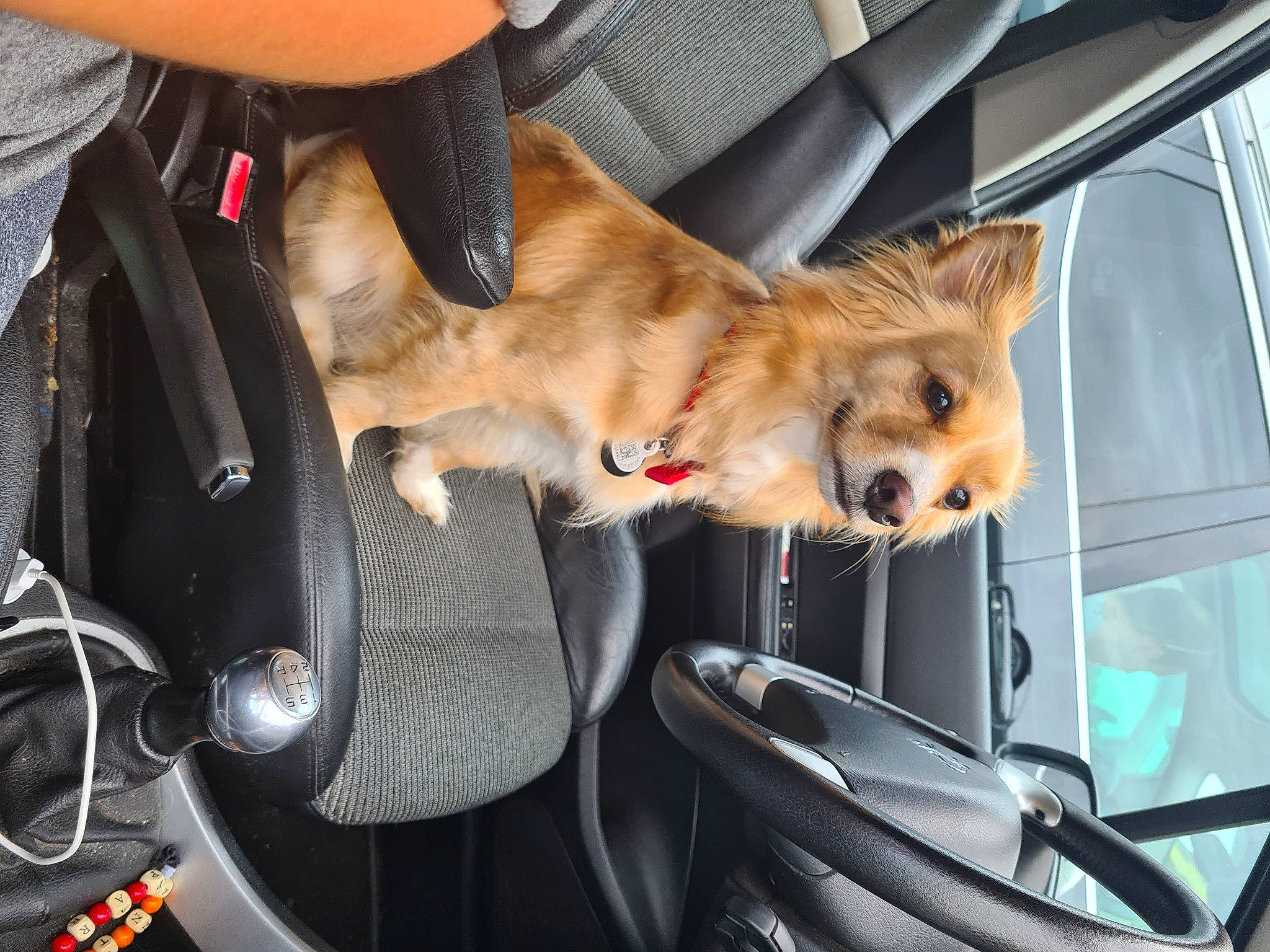 Andy participe au concours pour gagner de l'argent avec cette photo : auto_part, automotive_exterior, canidae, car, car_seat, car_seat_cover, carnivore, collar, companion_dog, dog, dog_breed, fawn, mode_of_transport, motor_vehicle, seat_belt, snout, sporting_group, vehicle, vehicle_door, windscreen_wiper