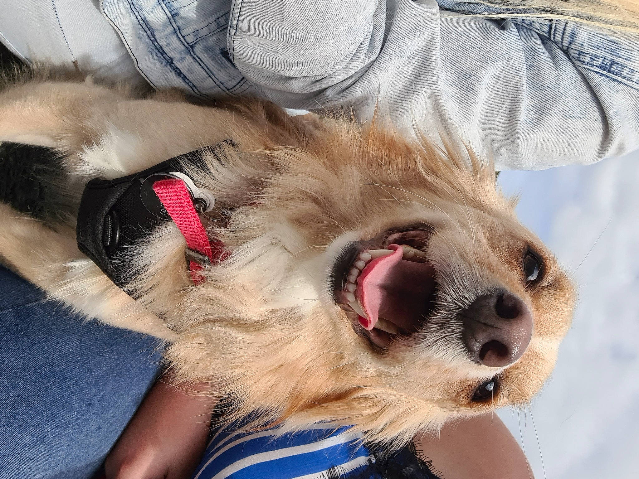 Andy a rejoint le concours — aidez-le/la à gagner de superbes lots ! carnivore, collar, companion_dog, dog, dog_breed, eye, eyewear, fang, fawn, felidae, happy, head, iris, jaw, small_to_medium_sized_cats, snout, sunglasses, toy_dog, vision_care, whiskers