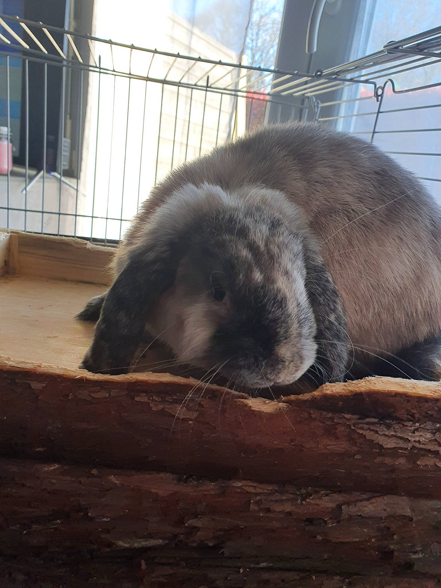 Athéna a rejoint le concours — aidez-le/la à gagner de superbes lots ! domestic_rabbit, fur, rabbit, rabbits_and_hares, snout