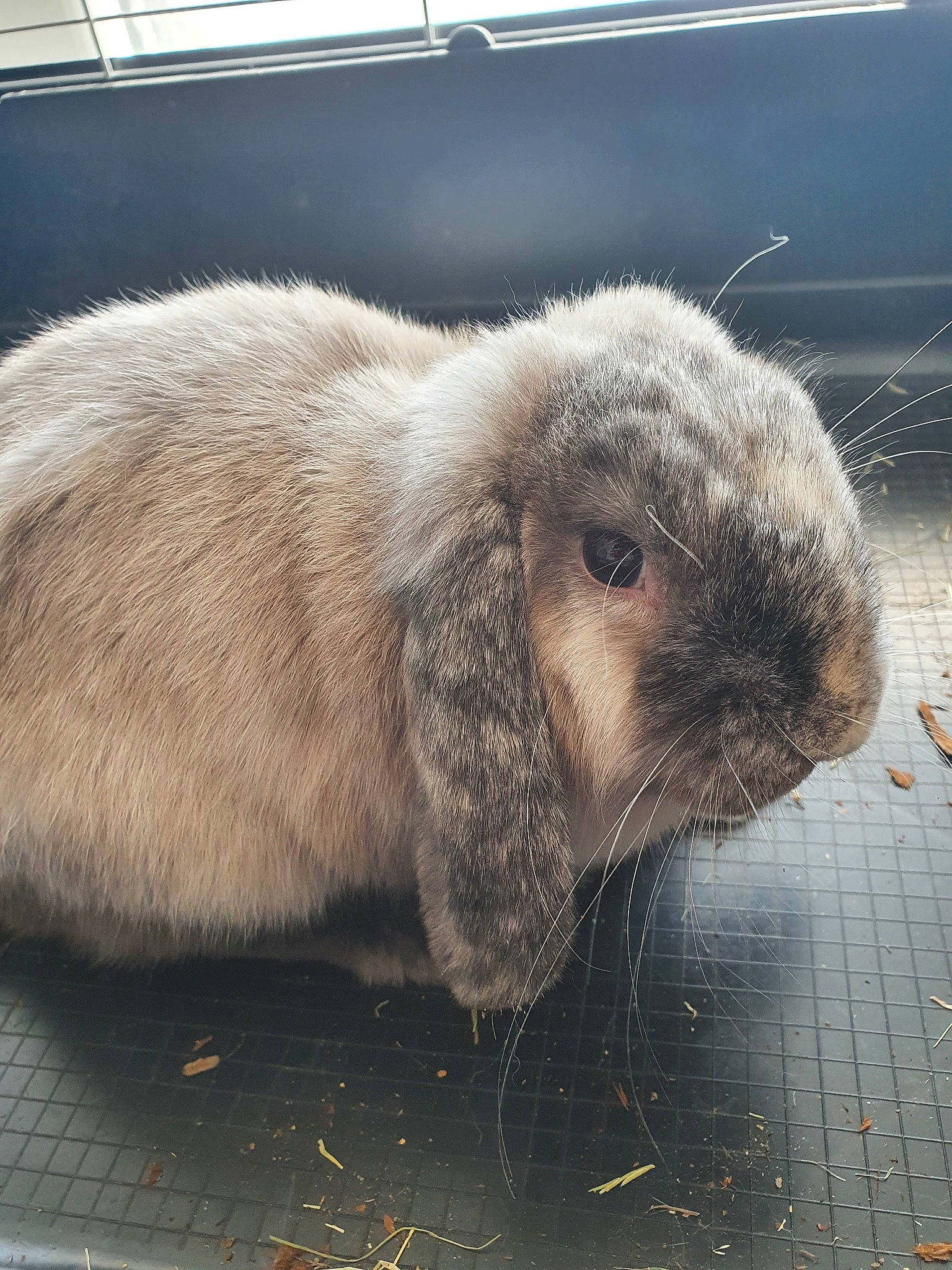 Athéna a rejoint le concours — aidez-le/la à gagner de superbes lots ! domestic_rabbit, ear, fawn, fur, hare, nose, rabbit, rabbits_and_hares, snout, whiskers