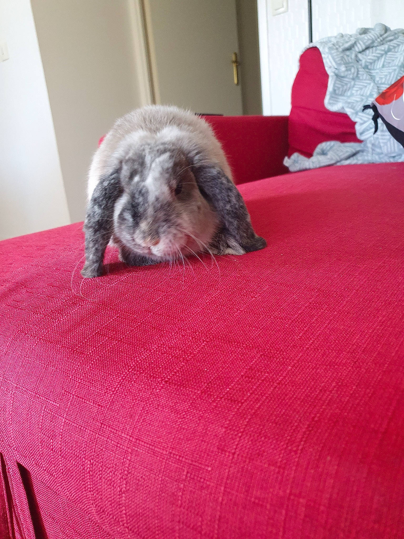 Athéna a rejoint le concours — aidez-le/la à gagner de superbes lots ! bed, canidae, carnivore, companion_dog, dog, dog_bed, dog_breed, furniture, linens, pillow, sporting_group