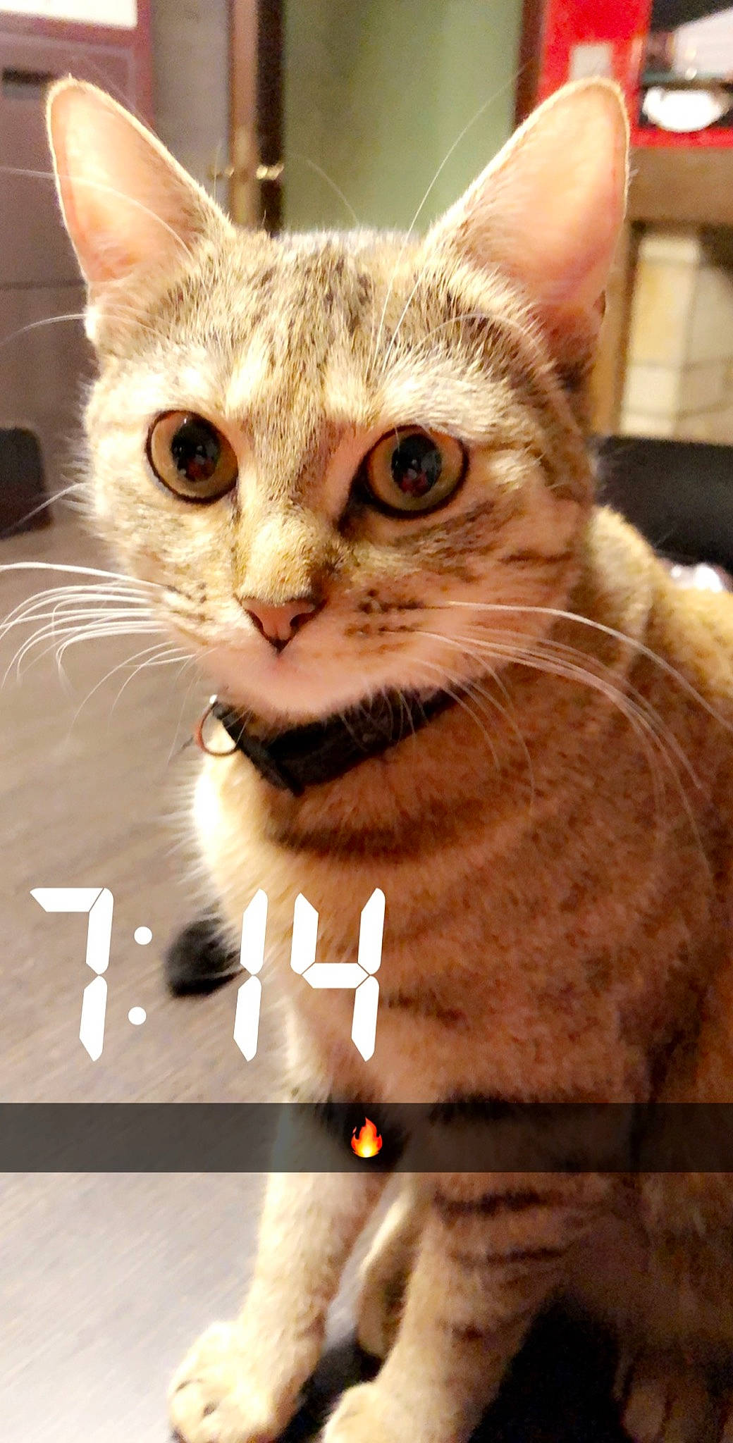 Laly a rejoint le concours — aidez-le/la à gagner de superbes lots ! aegean_cat, american_shorthair, american_wirehair, arabian_mau, asian, carnivore, cat, domestic_short_haired_cat, dragon_li, european_shorthair, felidae, kitten, mammal, photo_caption, singapura, small_to_medium_sized_cats, snout, sokoke, tabby_cat, whiskers