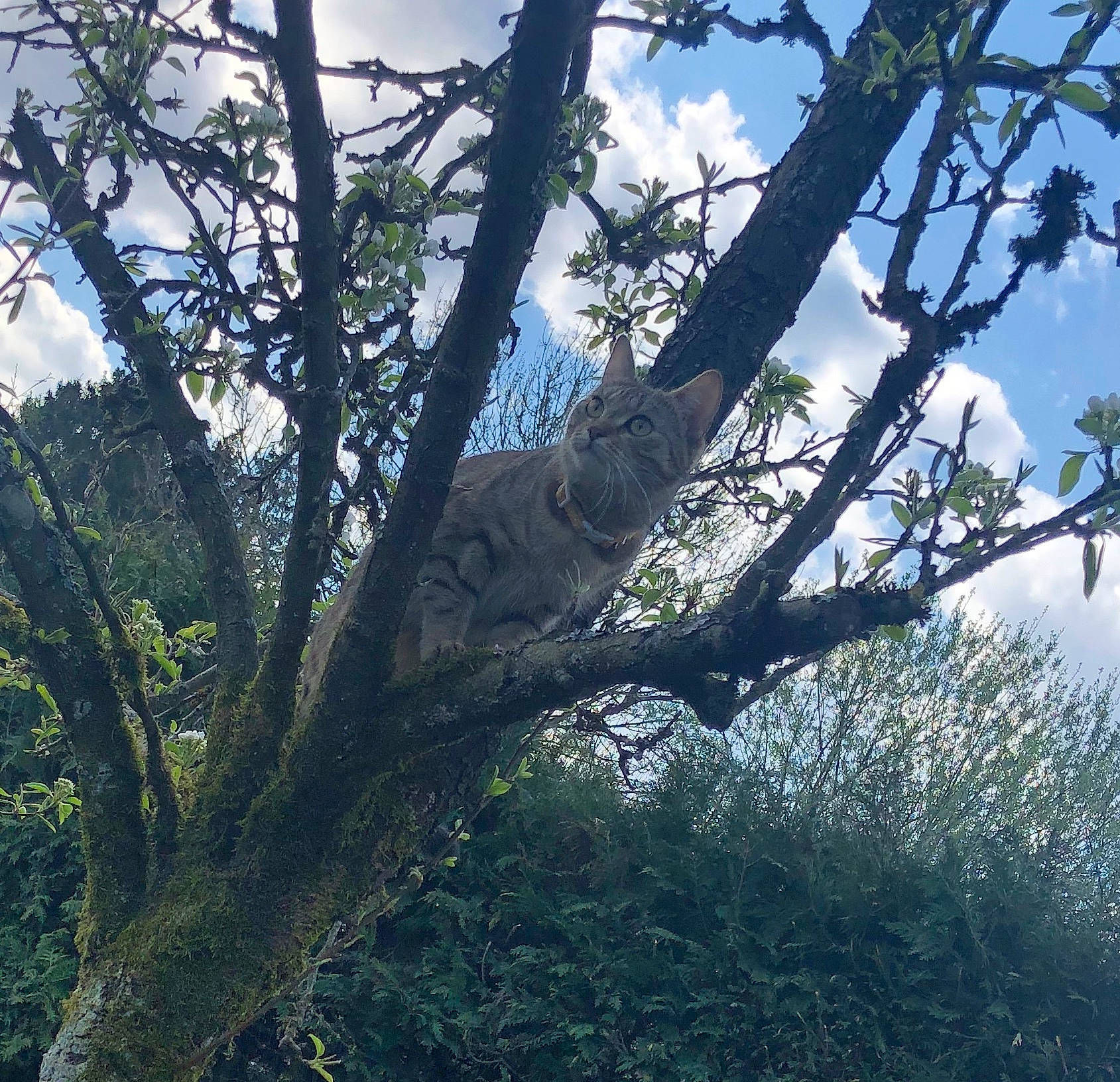 Laly participe au concours pour gagner de l'argent avec cette photo : biome, botany, branch, california_live_oak, deciduous, forest, leaf, mountain, oak, plant, plant_stem, sky, sunlight, temperate_broadleaf_and_mixed_forest, tree, trunk, twig, vegetation, wilderness, woody_plant
