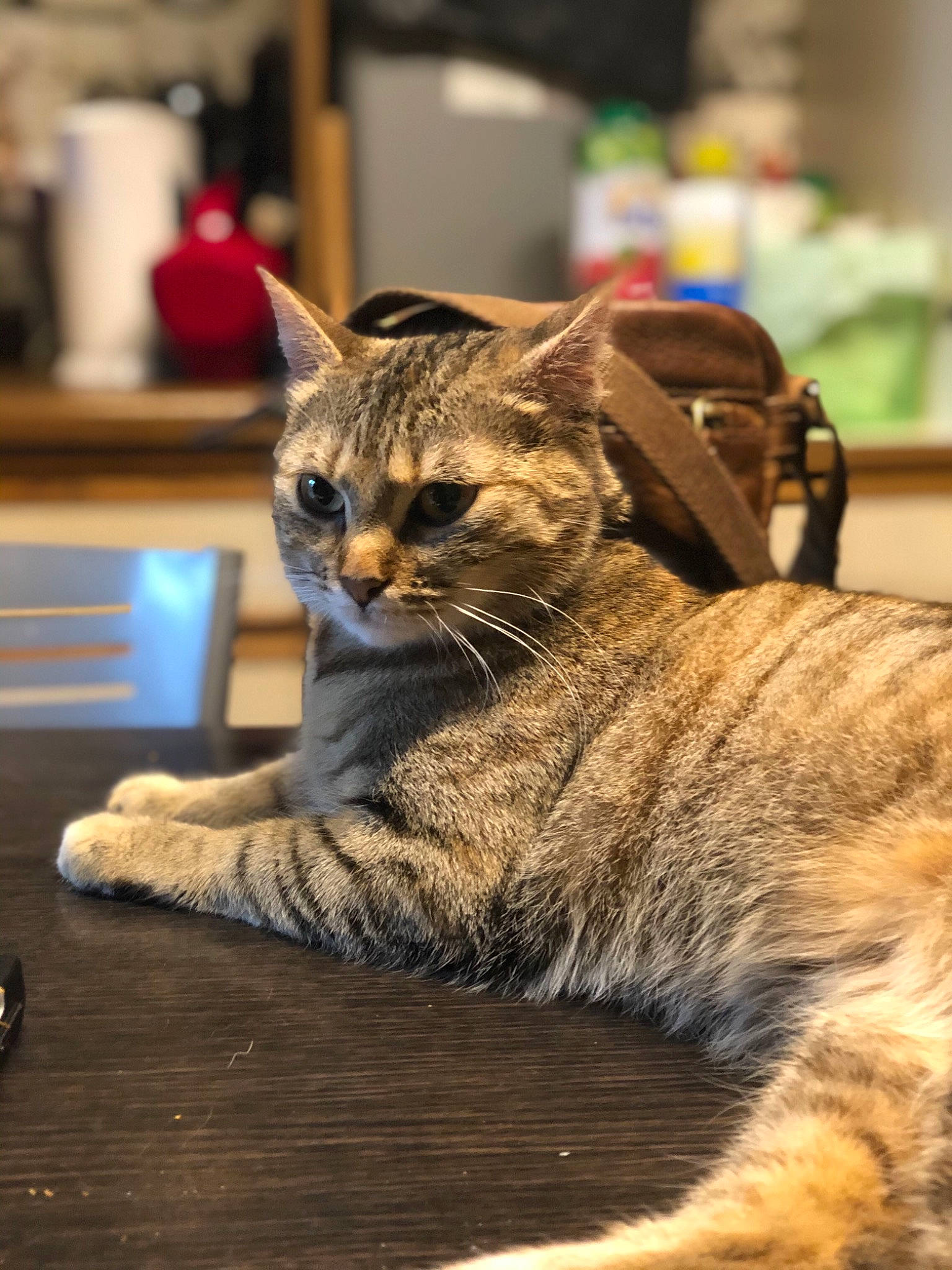 Laly participe au concours pour gagner de l'argent avec cette photo : aegean_cat, asian, carnivore, cat, domestic_short_haired_cat, dragon_li, european_shorthair, felidae, fur, mammal, small_to_medium_sized_cats, snout, tabby_cat, toyger, vertebrate, whiskers