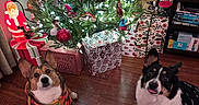Stella is registered to the contest to win money with this photo: dog, corgi, christmas_tree, holiday, festive, sweater, gift, present, ornament, decoration, floor, wooden_floor, indoor, pet, cute, animal, christmas, celebration, lighting, room