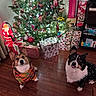 dog, corgi, christmas_tree, holiday, festive, sweater, gift, present, ornament, decoration, floor, wooden_floor, indoor, pet, cute, animal, christmas, celebration, lighting, room