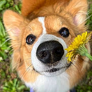 Stella is registered to the contest to win money with this photo: dog, corgi, nose, flower, dandelion, close_up, outdoor, grass, pet, animal, curious, fluffy, ears, whiskers, nature, sniffing, cute, playful, brown, white