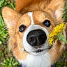 dog, corgi, nose, flower, dandelion, close_up, outdoor, grass, pet, animal, curious, fluffy, ears, whiskers, nature, sniffing, cute, playful, brown, white