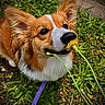 Stella is registered to the contest to win money with this photo: dog, corgi, flower, dandelion, grass, outdoor, pet, sniffing, leash, nature, closeup, cute, fur, ears, muzzle, greenery, playful, animal, daylight, garden