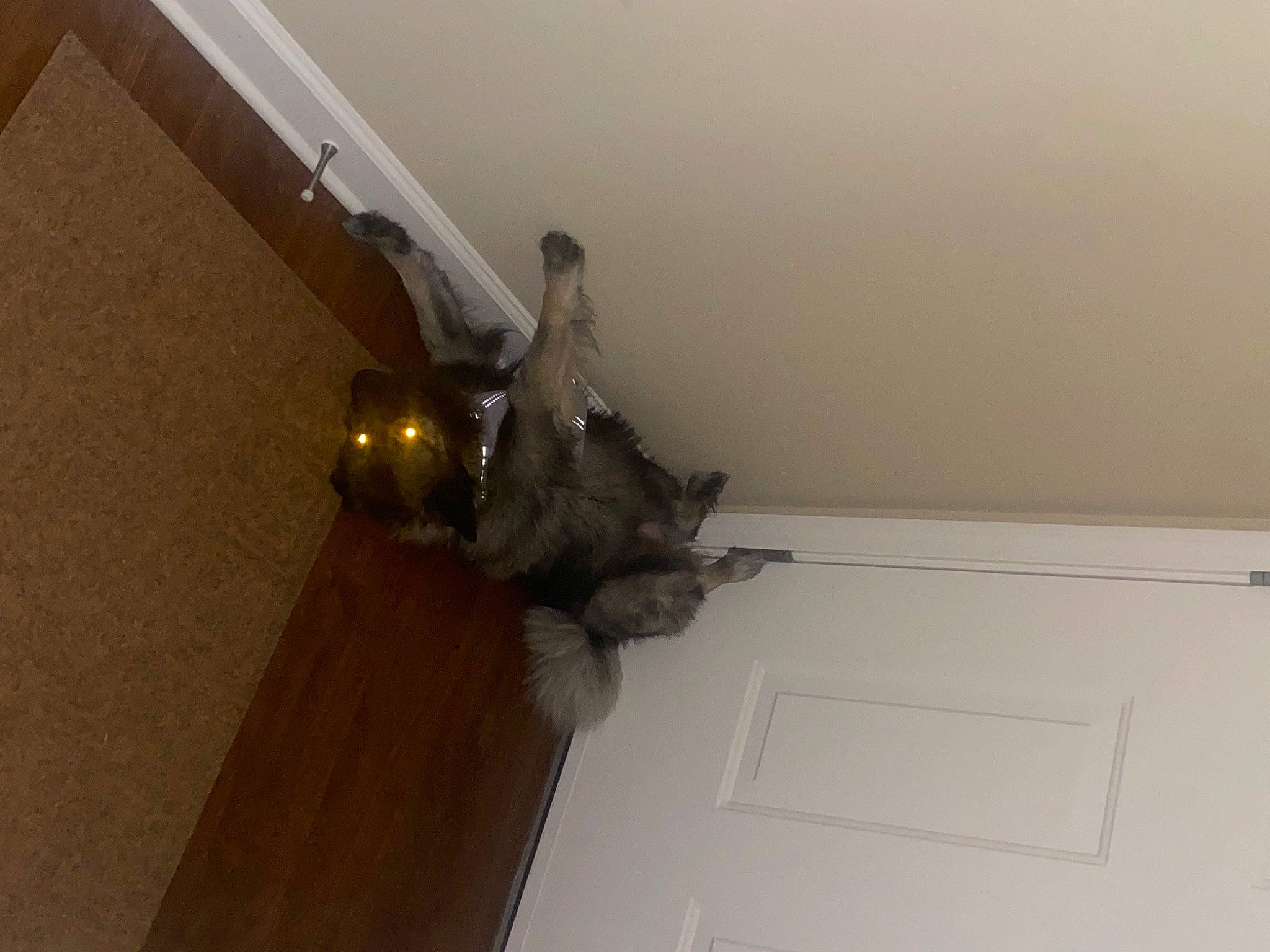 Charlie is registered to the contest to win money with this photo: brown, carnivore, cat, ceiling, felidae, floor, flooring, hardwood, laminate_flooring, light_fixture, molding, plaster, plywood, property, room, small_to_medium_sized_cats, tail, wood, wood_flooring, wood_stain