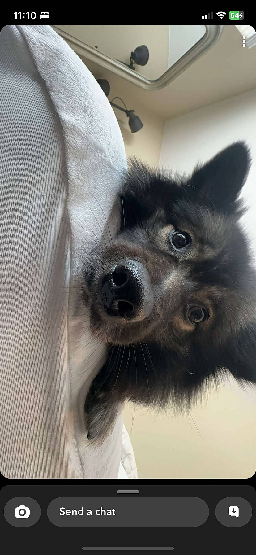 Charlie joined the competition — help win amazing prizes! canidae, carnivore, companion_dog, dog, dog_breed, dog_supply, ear, fur, herding_dog, non_sporting_group, paw, puppy, sporting_group, toy_dog, whiskers, working_animal, working_dog