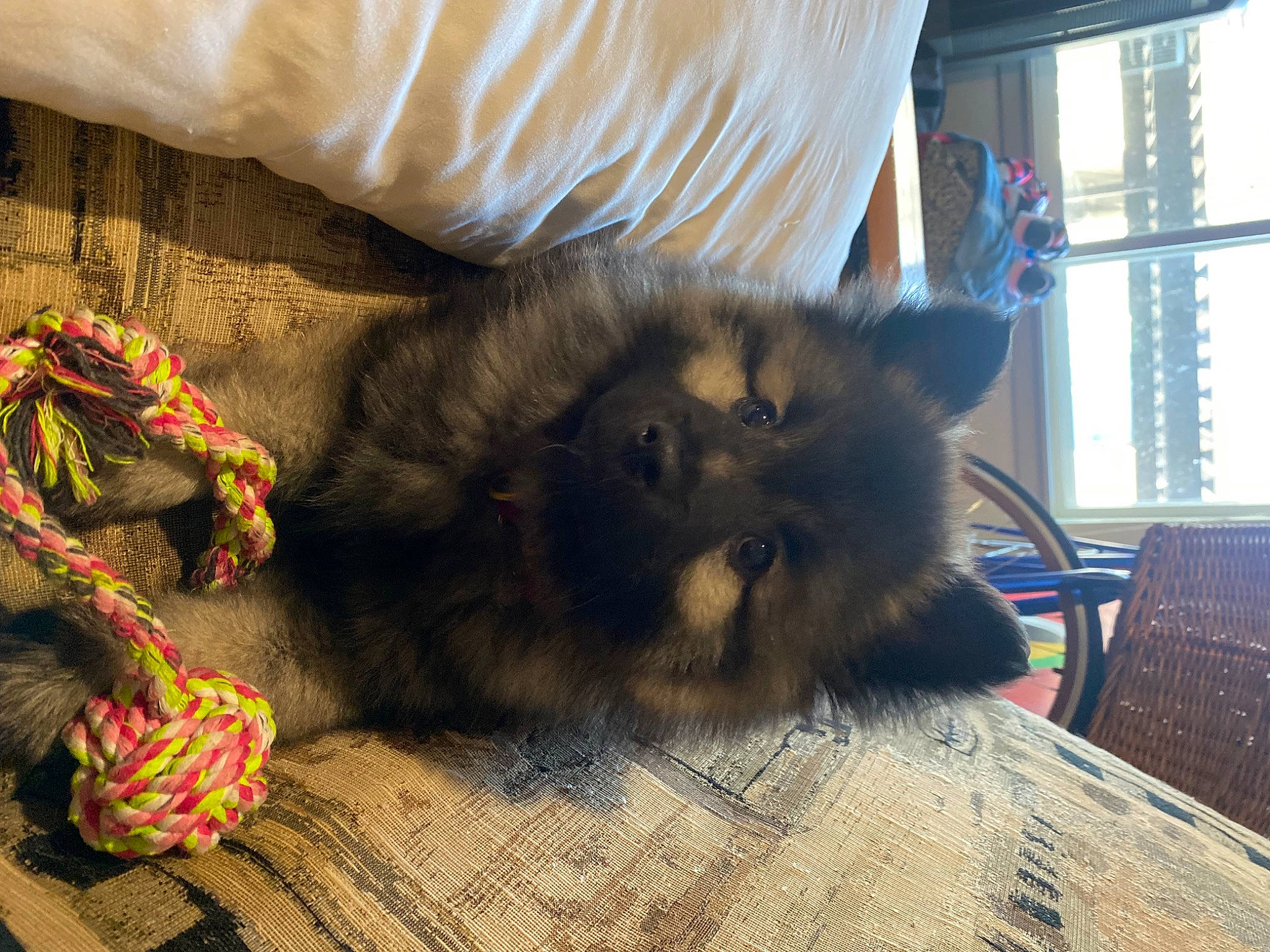 Charlie is registered to the contest to win money with this photo: carnivore, cat, chair, comfort, companion_dog, curtain, dog_breed, fawn, felidae, flooring, fur, hardwood, laminate_flooring, small_to_medium_sized_cats, tail, whiskers, window, window_blind, wood, wood_flooring