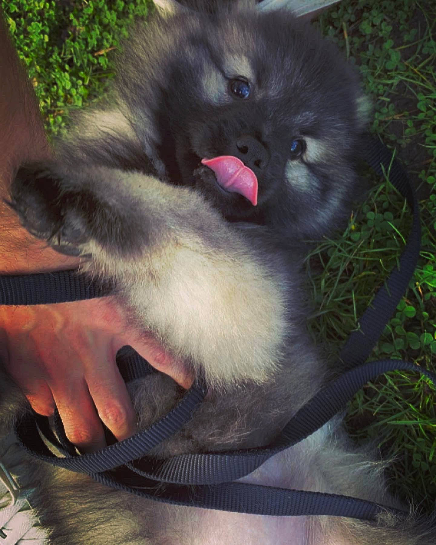 Charlie is registered to the contest to win money with this photo: foot, fur, grass, nail, natural_material, plant, snout, terrestrial_animal, tints_and_shades