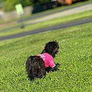 Princesa joined the competition — help win amazing prizes! animal, back_view, black_dog, blurred_background, canine, cute, dog, fluffy, grass, greenery, nature, outdoor, park, pet, pink_shirt, playing, small_dog, summer, sunlight, tongue_out