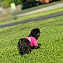 animal, back_view, black_dog, blurred_background, canine, cute, dog, fluffy, grass, greenery, nature, outdoor, park, pet, pink_shirt, playing, small_dog, summer, sunlight, tongue_out