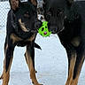 brown_markings, car, chainlink_fence, companionship, dog, dogs, drool, ears, german_shepherd, green_ball, muzzle, outdoors, paws, pet, playing, snow, standing, toy, toy_play, winter