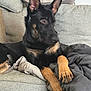 Enzo is registered to the contest to win money with this photo: dog, german_shepherd, couch, pillow, blanket, paw, ear, living_room, pet, indoor, relaxed, black_coat, tan_markings, furniture, textile, pawpad, front_leg, portrait, resting, companion