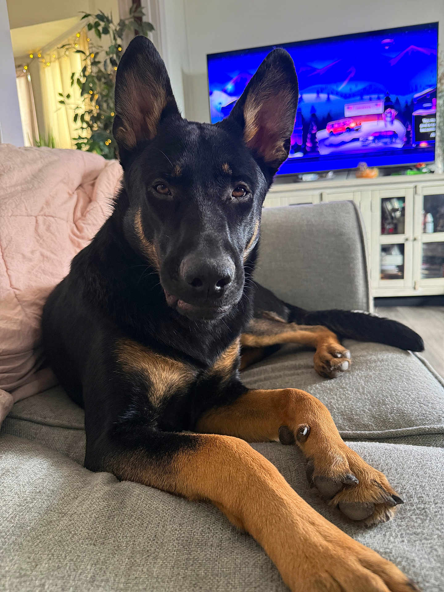 Enzo is registered to the contest to win money with this photo: dog, pet, living_room, couch, sofa, tv_screen, plant, ears, paws, paw_pads, black_and_tan, portrait, close_up, indoor, cozy, fur, nose, eyes, blanket, cabinet