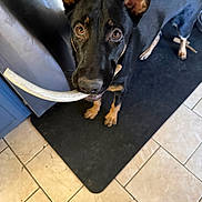 Enzo is registered to the contest to win money with this photo: dog, pet, canine, antler, chew_toy, kitchen, tile_floor, floor_mat, paw, ears, brown_eyes, black_coat, looking_up, close_up, indoor, curious, playful, human_foot, household, portrait