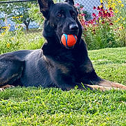 Kujo is registered to the contest to win money with this photo: dog, german_shepherd, ball, grass, outdoor, pet, animal, black_fur, flower, garden, fence, playful, lying_down, nature, summer, canine, park, toy, greenery, relaxed