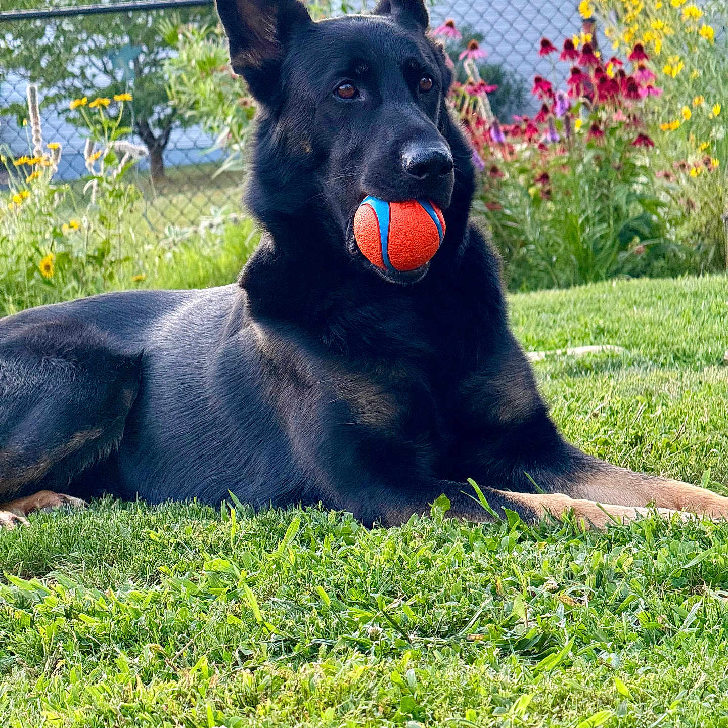 Kujo is registered to the contest to win money with this photo: animal, ball, black_fur, canine, dog, fence, flower, garden, german_shepherd, grass, greenery, lying_down, nature, outdoor, park, pet, playful, relaxed, summer, toy