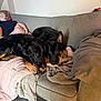 Kujo And Enzo is registered to the contest to win money with this photo: dog, german_shepherd, black_dog, couch, blanket, bone_toy, indoor, pet, relaxing, cozy, fur, companion, animal, home, resting, snuggling, pillow, floor, canine, furniture