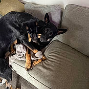 Kujo And Enzo is registered to the contest to win money with this photo: dog, pets, playing, bone, couch, indoor, canine, black_dog, tan_paws, floor, wood_floor, blanket, furniture, living_room, companions, animal, friendship, playful, resting, domestic