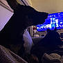 Kujo And Enzo is registered to the contest to win money with this photo: dog, couch, blanket, indoor, television, silhouette, living_room, furniture, pet, canine, dark, relaxing, home, screen, technology, cozy, companion, animal, resting, comfort