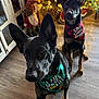 animal, bandana, black_dog, brown_dog, cabinet, christmas, christmas_lights, christmas_tree, cute, decorations, dog, festive, floor, gnome, holiday, holiday_decor, indoor, lights, pet, wood_floor