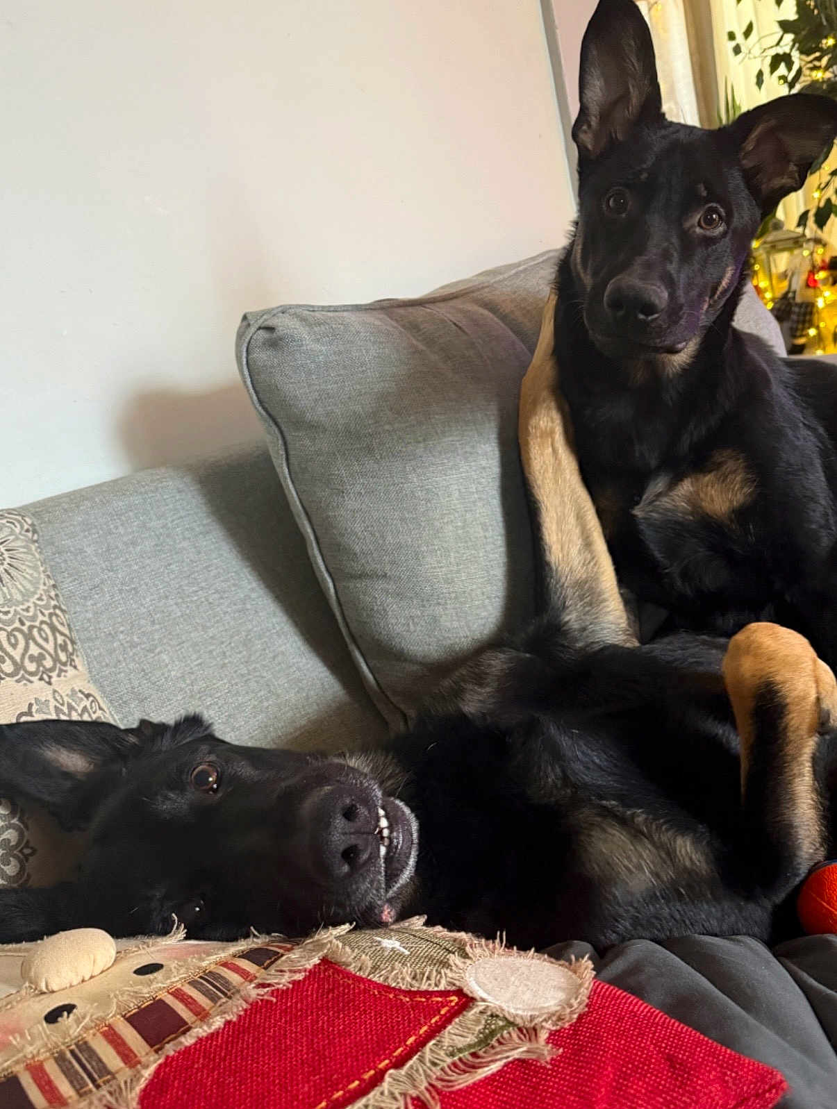 Kujo And Enzo joined the competition — help win amazing prizes! dog, pets, black_dog, tan_markings, couch, indoor, cozy, playful, ears_up, lying_down, sitting, cushion, fabric, home, relaxed, companion, animal, fur, living_room, cute