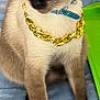 cat, siamese_cat, sunglasses, gold_chain, pet, indoor, cozy, blue_blanket, feline, accessory, cute, animal, domestic_animal, sitting, portrait, whiskers, fur, collar, relaxed, stylish