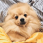 Mirco a rejoint le concours — aidez-le/la à gagner de superbes lots ! dog, pomeranian, fluffy, pet, animal, cozy, blanket, yellow_blanket, striped_blanket, cute, portrait, indoors, fur, small_dog, face, closeup, resting, domestic_animal, canine, companion