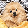 dog, pomeranian, fluffy, pet, animal, cozy, blanket, yellow_blanket, striped_blanket, cute, portrait, indoors, fur, small_dog, face, closeup, resting, domestic_animal, canine, companion