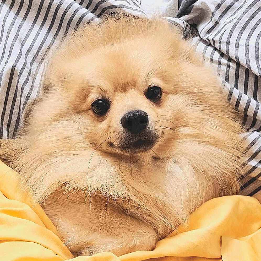 Mirco a rejoint le concours — aidez-le/la à gagner de superbes lots ! dog, pomeranian, fluffy, pet, animal, cozy, blanket, yellow_blanket, striped_blanket, cute, portrait, indoors, fur, small_dog, face, closeup, resting, domestic_animal, canine, companion