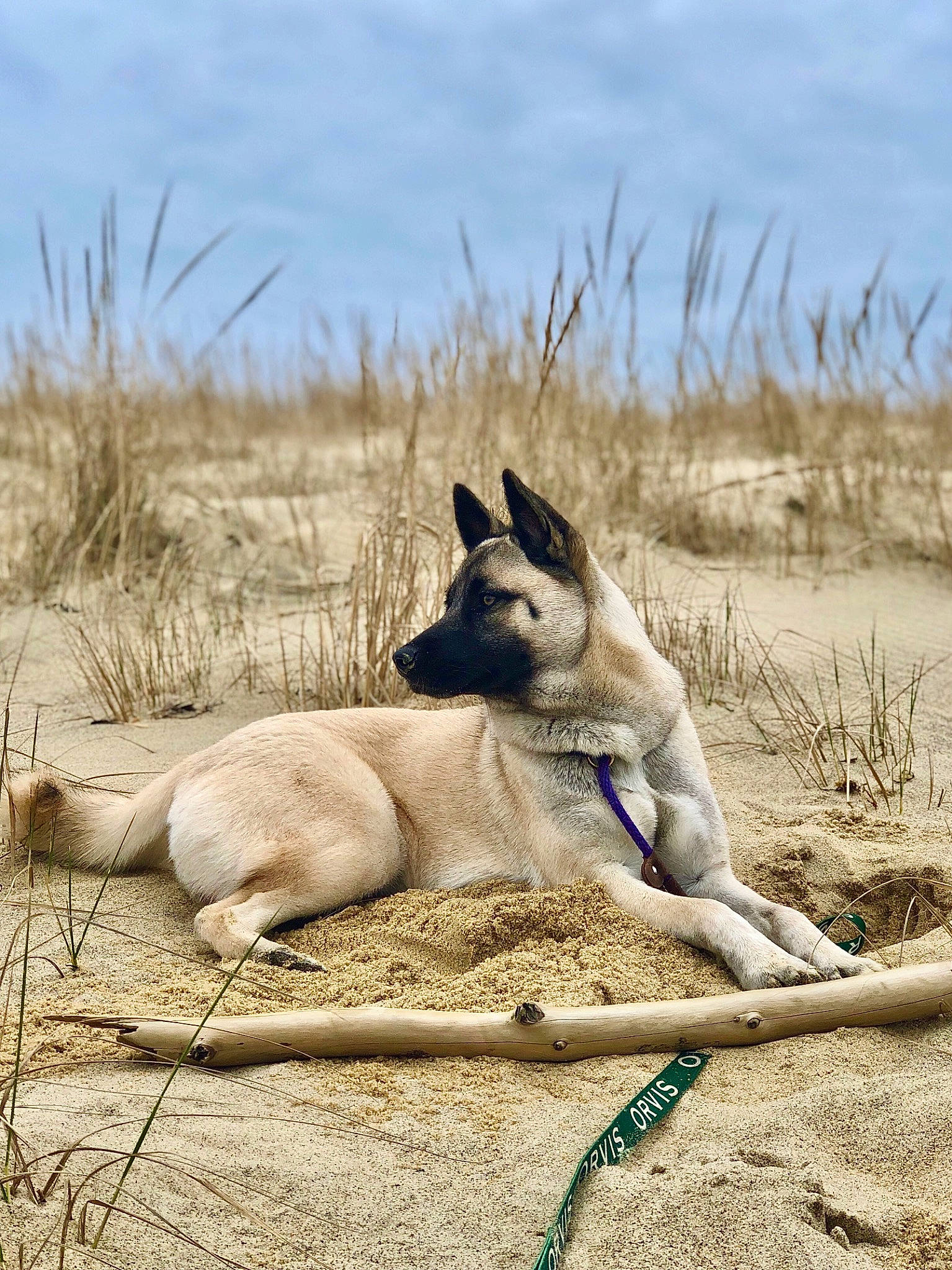 Spooky joined the competition — help win amazing prizes! canidae, cloud, dog_breed, fawn, grass, grassland, kangaroo, landscape, macropodidae, marsupial, plant, plateau, safari, sand, sky, snout, soil, terrestrial_animal, wildlife