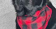 Bruno joined the competition — help win amazing prizes! animal, bandana, black_dog, canine, cute, dog, ears, face, fur, indoor, lock_screen, looking, notifications, pet, phone_screen, portrait, red_bandana, sitting, text_overlay, time_display
