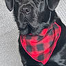 animal, bandana, black_dog, canine, cute, dog, ears, face, fur, indoor, lock_screen, looking, notifications, pet, phone_screen, portrait, red_bandana, sitting, text_overlay, time_display