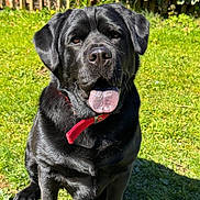 Bruno joined the competition — help win amazing prizes! animal, black_dog, canine, collar, daylight, dog, fence, friendly, grass, greenery, happy, labrador, leafy_bushes, nature, outdoor, pet, portrait, sitting, sunny, tongue_out