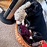 Bruno is registered to the contest to win money with this photo: animal, black_dog, blanket, carpet, comfort, cozy, cute, dog, fan, furniture, home, indoor, looking_up, pet, relaxed, resting, soft_texture, stuffed_toy, toy, wicker_basket