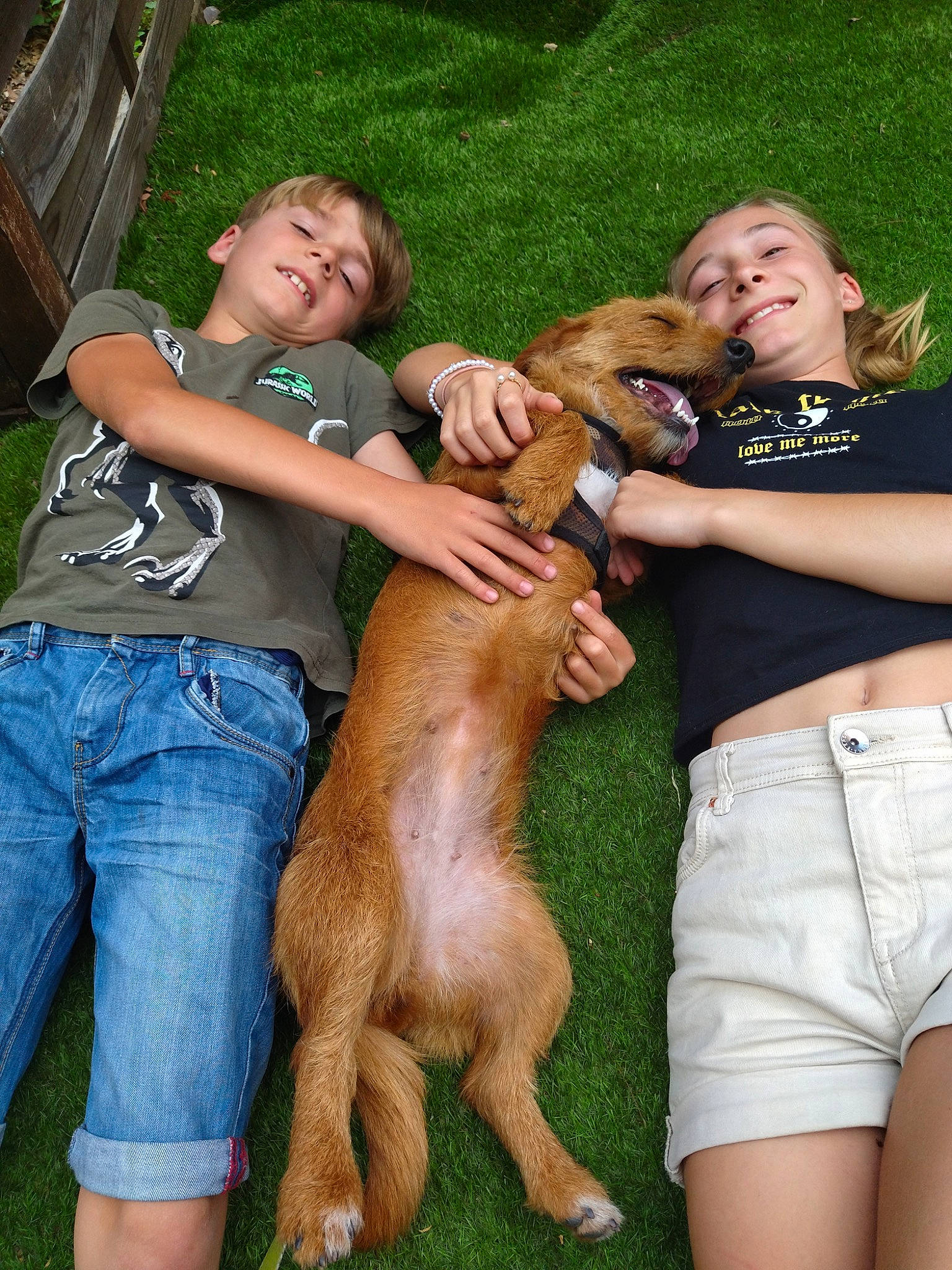 Prune participe au concours pour gagner de l'argent avec cette photo : ancient_dog_breeds, animal_training, belt, canidae, carnivore, companion_dog, dog, dog_breed, fawn, friendship, fun, grass, happy, shorts, smile, sporting_group, summer, t_shirt, thigh, working_dog