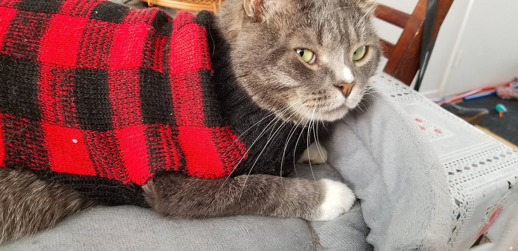 Petit Poulet a rejoint le concours — aidez-le/la à gagner de superbes lots ! american_shorthair, asian, british_shorthair, carnivore, cat, domestic_short_haired_cat, european_shorthair, felidae, fur, kitten, mammal, pattern, plaid, scottish_fold, small_to_medium_sized_cats, tabby_cat, whiskers