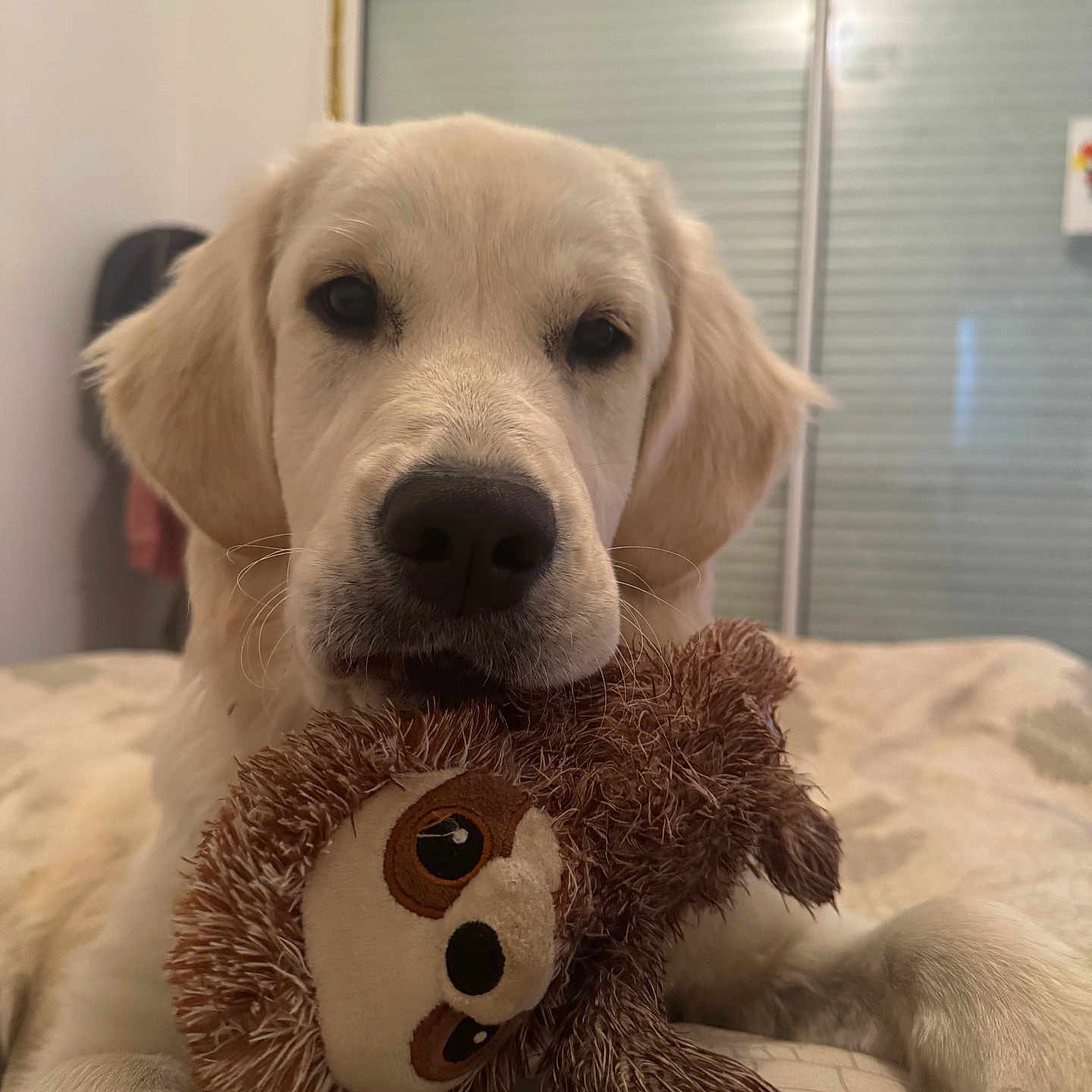 Luna a rejoint le concours — aidez-le/la à gagner de superbes lots ! animal, bed, blanket, cozy, cute, dog, domestic, ears, fur, golden_retriever, indoor, lying_down, nose, pet, plush_toy, puppy, sloth_toy, soft_toy, window, young